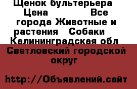 Щенок бультерьера › Цена ­ 35 000 - Все города Животные и растения » Собаки   . Калининградская обл.,Светловский городской округ 